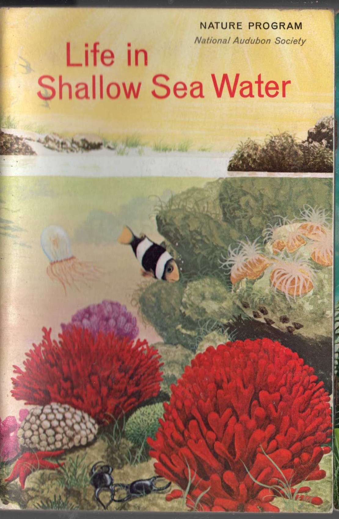 National Audbon Society  LIFE IN SHALLOW SEA WATER front book cover image
