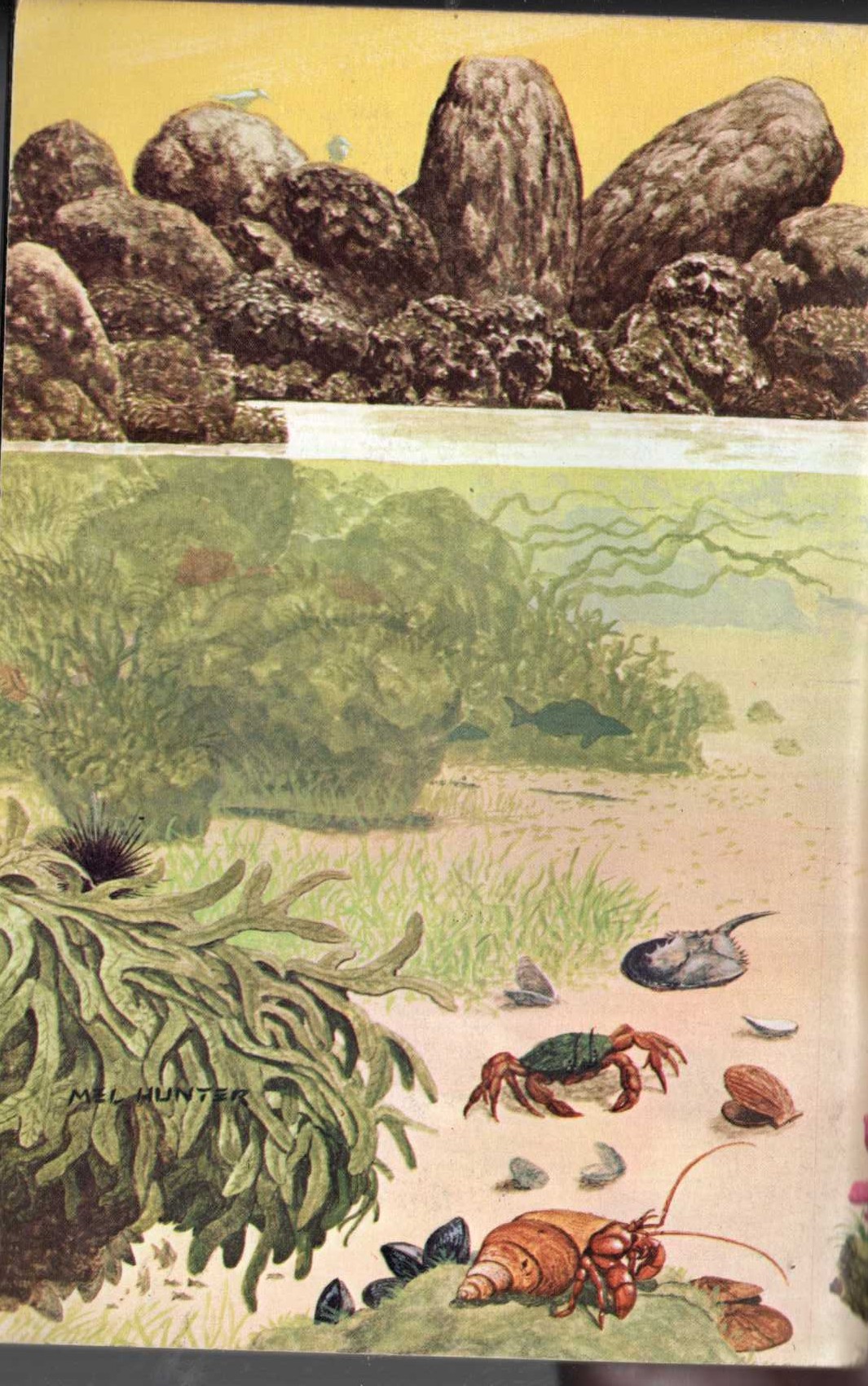 National Audbon Society  LIFE IN SHALLOW SEA WATER magnified rear book cover image
