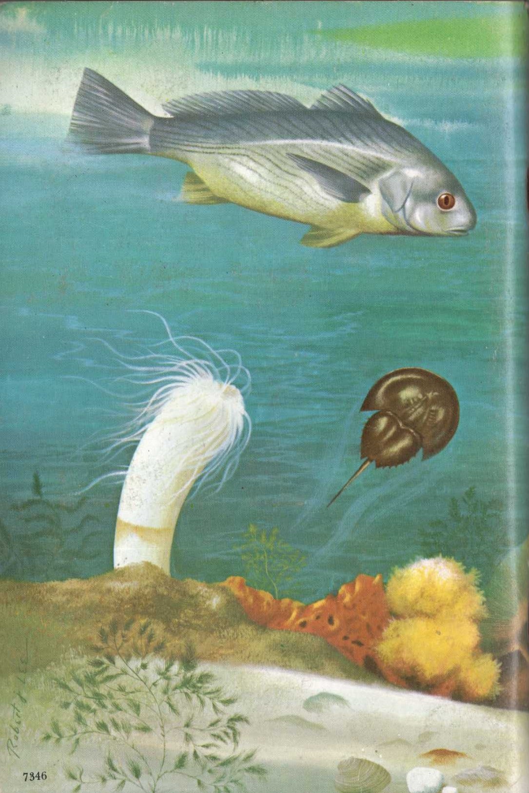 National Audbon Society  LIFE IN BAYS magnified rear book cover image