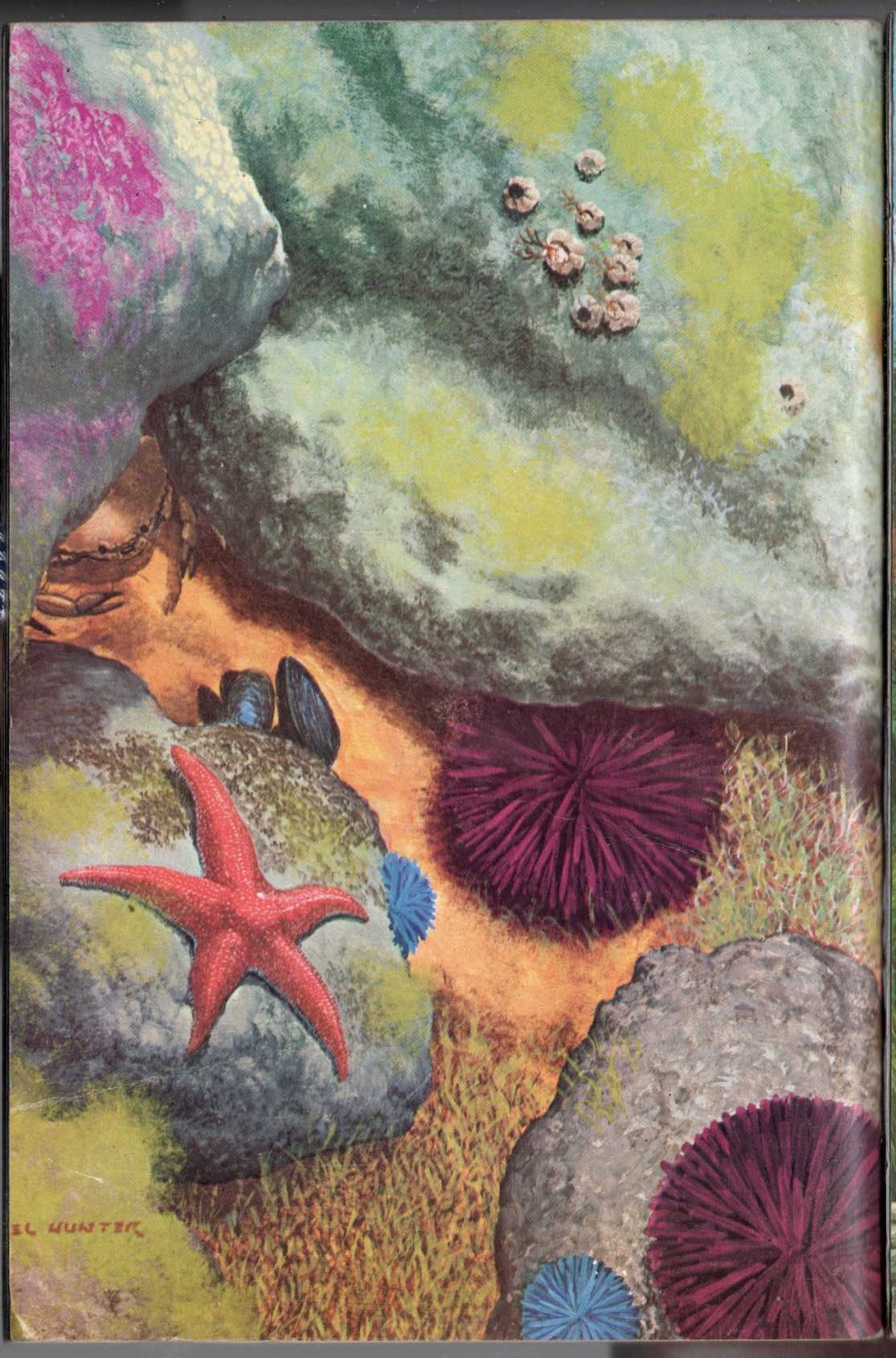 National Audbon Society  PACIFIC TIDE POOLS magnified rear book cover image