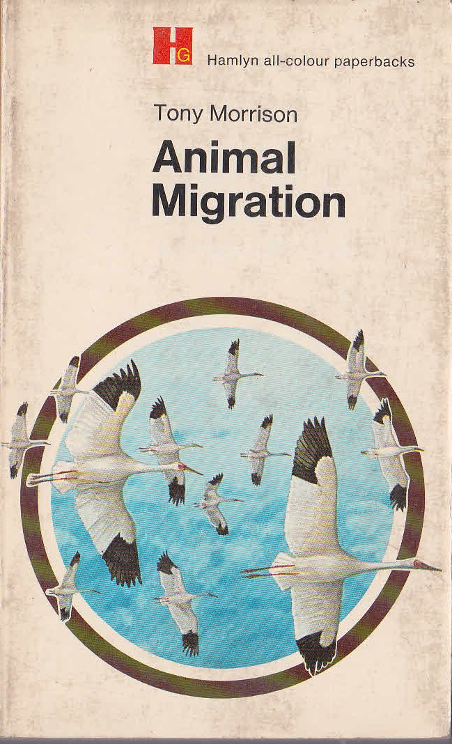 Tony Morrison  ANIMAL MIGRATION front book cover image